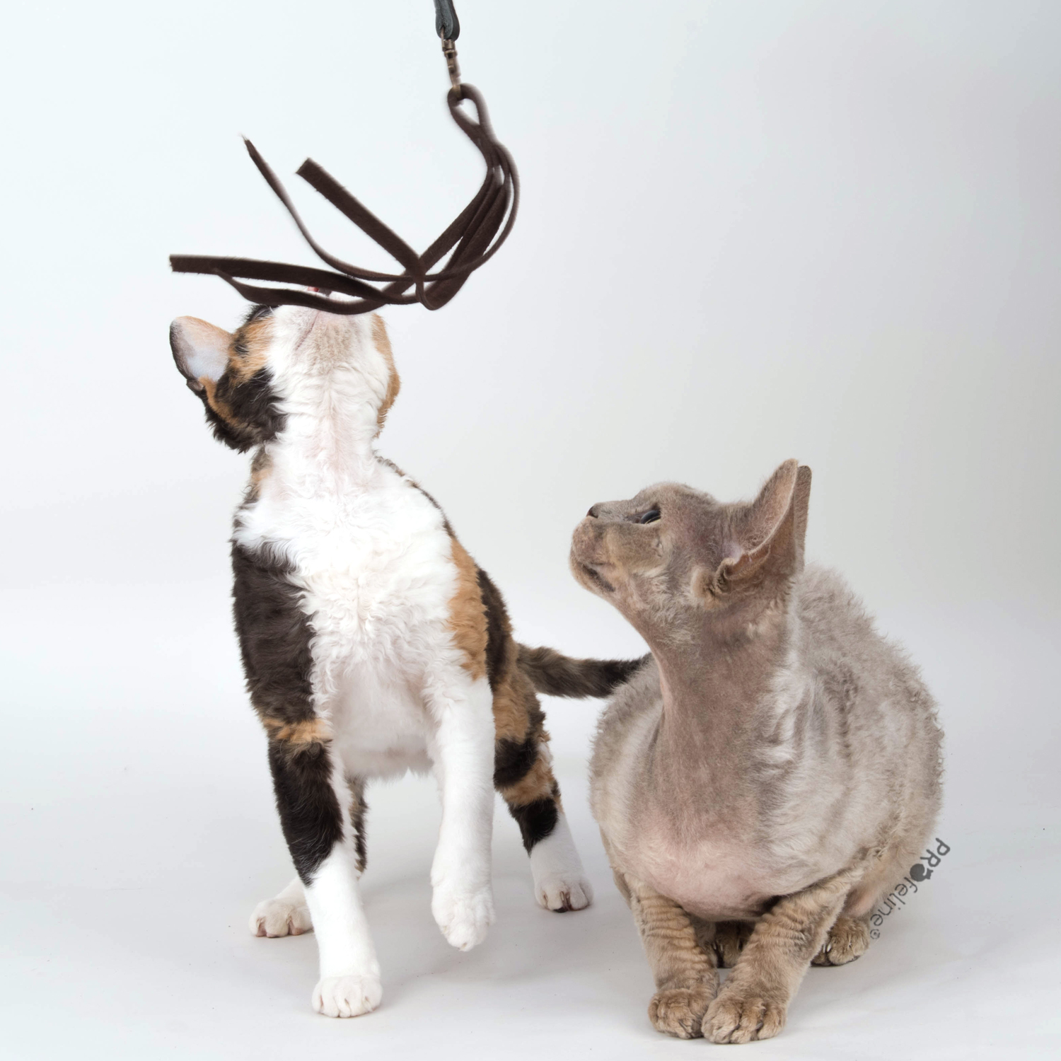 Lederfransen für Katzenangeln
